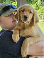 Lime Green Girl, a female Golden Retriever for sale in Cherry Valley, NY – 5 of 6