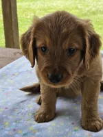 Purple Girl, a female Golden Retriever for sale in Cherry Valley, NY – 5 of 6