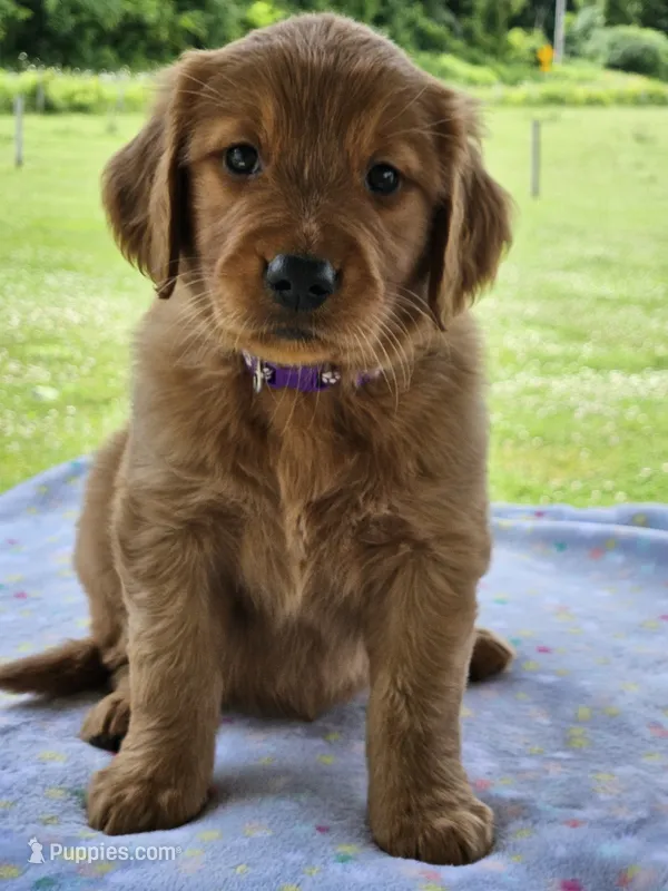 Purple Girl – Golden Retriever puppy for sale in Cherry Valley, NY