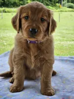 Purple Girl, a female Golden Retriever for sale in Cherry Valley, NY – 1 of 6