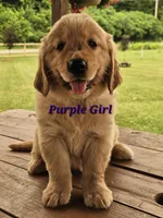 Purple Girl , a female Golden Retriever for sale in Cherry Valley, NY – 8 of 9