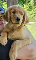 Lime Green Girl, a female Golden Retriever for sale in Cherry Valley, NY – 2 of 6