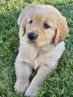 Purple Girl , a female Golden Retriever for sale in Cherry Valley, NY – 5 of 8