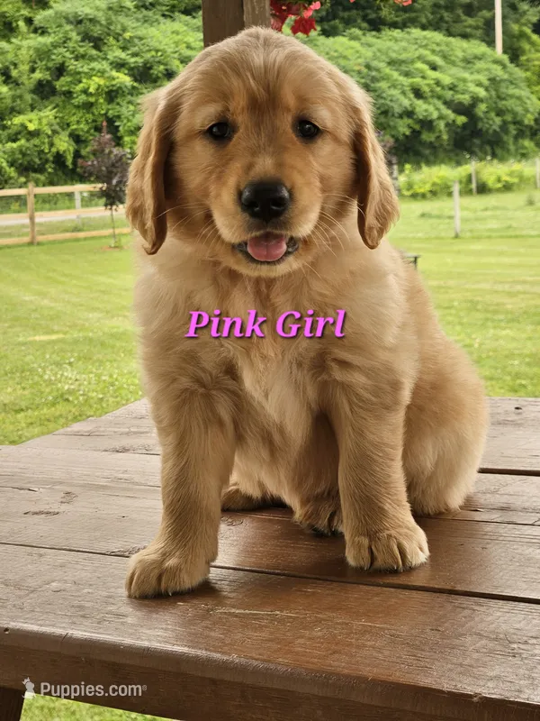 Pink Girl  – Golden Retriever puppy for sale in Cherry Valley, NY