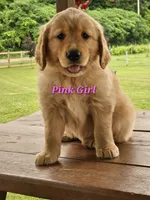 Pink Girl , a female Golden Retriever for sale in Cherry Valley, NY – 1 of 8
