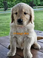 Orange Boy, a male Golden Retriever for sale in Cherry Valley, NY – 2 of 8