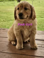 Pink Girl , a female Golden Retriever for sale in Cherry Valley, NY – 6 of 8
