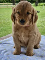 Pink Girl, a female Golden Retriever for sale in Cherry Valley, NY – 2 of 8