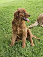 Lily, a female Golden Retriever for sale in Cherry Valley, NY – 5 of 5