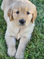 Purple Girl , a female Golden Retriever for sale in Cherry Valley, NY – 6 of 8