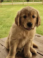 Pink Girl , a female Golden Retriever for sale in Cherry Valley, NY – 8 of 8
