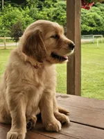 Pink Girl , a female Golden Retriever for sale in Cherry Valley, NY – 3 of 8