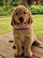 Purple Girl , a female Golden Retriever for sale in Cherry Valley, NY – 5 of 9