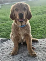 Denny, a male Golden Retriever for sale in Cherry Valley, NY – Photo 6 of 7