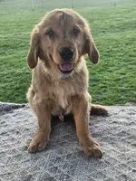 Denny, a male Golden Retriever for sale in Cherry Valley, NY – Photo 7 of 7