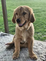 Denny, a male Golden Retriever for sale in Cherry Valley, NY – Photo 5 of 7