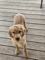 Denny, a male Golden Retriever for sale in Cherry Valley, NY – Photo 3 of 7