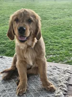 Denny, a male Golden Retriever for sale in Cherry Valley, NY – Photo 2 of 7