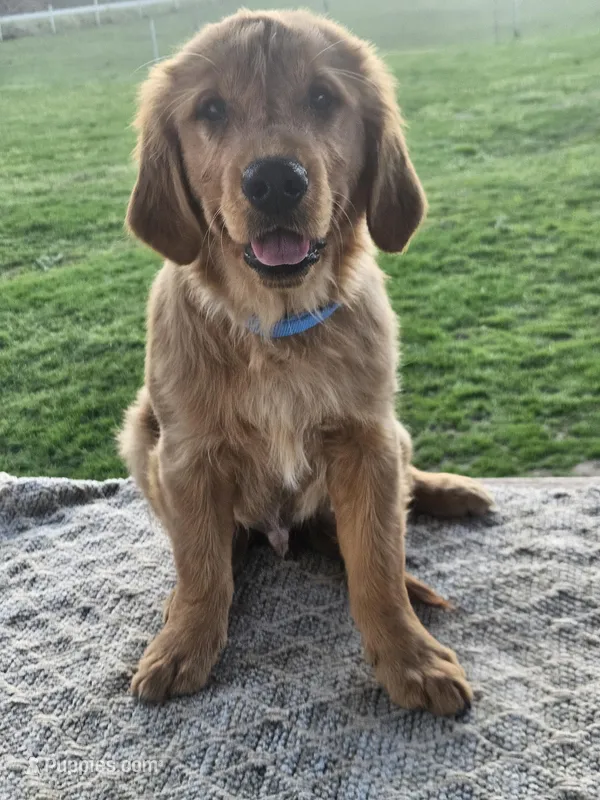 Denny – Golden Retriever puppy for sale in Cherry Valley, NY