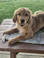 Denny, a male Golden Retriever for sale in Cherry Valley, NY – Photo 4 of 7