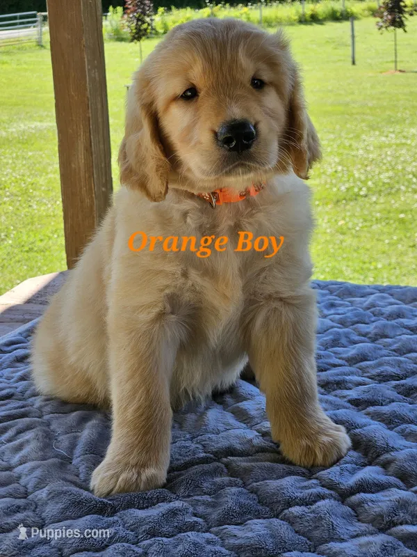 Orange Boy – Golden Retriever puppy for sale in Cherry Valley, NY