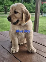 Blue Boy, a male Golden Retriever for sale in Cherry Valley, NY – 6 of 10