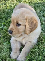 Purple Girl , a female Golden Retriever for sale in Cherry Valley, NY – 2 of 8