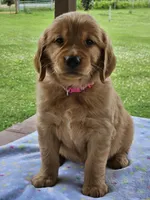 Pink Girl, a female Golden Retriever for sale in Cherry Valley, NY – 7 of 8