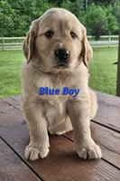 Blue Boy, a male Golden Retriever for sale in Cherry Valley, NY – 2 of 10