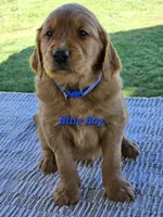 Blue Boy, a male Golden Retriever for sale in Cherry Valley, NY – Photo 2 of 5