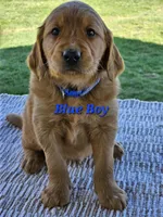 Blue Boy, a male Golden Retriever for sale in Cherry Valley, NY – Photo 1 of 5