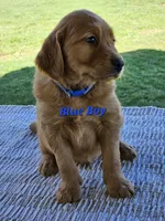 Blue Boy, a male Golden Retriever for sale in Cherry Valley, NY – Photo 3 of 5