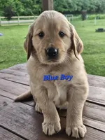 Blue Boy, a male Golden Retriever for sale in Cherry Valley, NY – 9 of 10