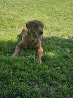 Holly, a female Golden Retriever for sale in Cherry Valley, NY – 2 of 4