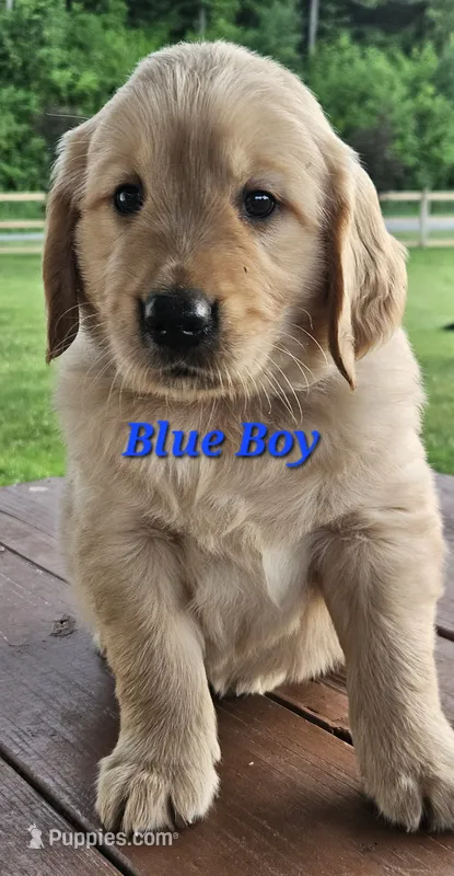 Blue Boy – Golden Retriever puppy for sale in Cherry Valley, NY