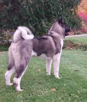Ceasar, a male Akita for sale in Cherry Valley, NY – Photo 4 of 8