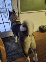 Ceasar, a male Akita for sale in Cherry Valley, NY – Photo 7 of 8