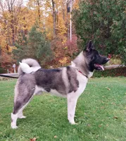 Ceasar, a male Akita for sale in Cherry Valley, NY – Photo 3 of 8