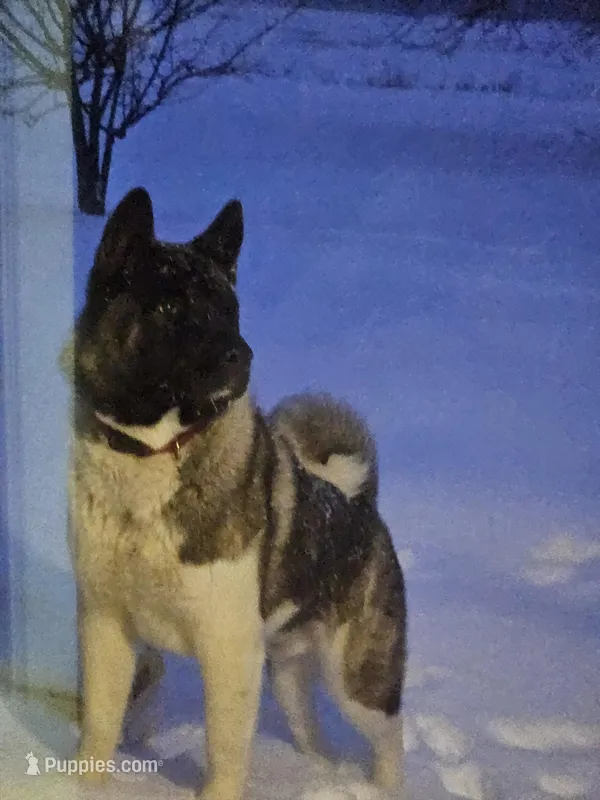 Ceasar, a male Akita for sale in Cherry Valley, NY – Photo 1 of 8