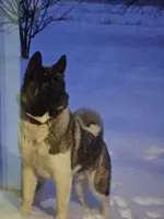 Ceasar, a male Akita for sale in Cherry Valley, NY – Photo 1 of 8