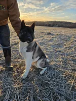 Ceasar, a male Akita for sale in Cherry Valley, NY – Photo 6 of 8