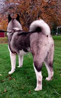 Ceasar, a male Akita for sale in Cherry Valley, NY – Photo 5 of 8