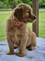 Pink Girl, a female Golden Retriever for sale in Cherry Valley, NY – 3 of 8