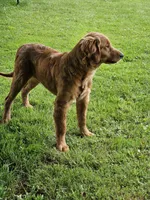 Lily, a female Golden Retriever for sale in Cherry Valley, NY – 2 of 5