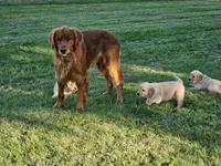 Purple Girl , a female Golden Retriever for sale in Cherry Valley, NY – 7 of 8