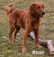 Rivers Puppy, a male Golden Retriever for sale in Cherry Valley, NY – Photo 2 of 3