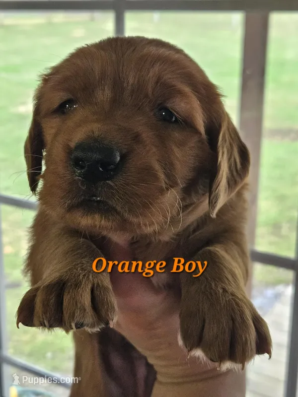 Orange Boy – Golden Retriever puppy for sale in Cherry Valley, NY