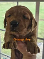 Orange Boy, a male Golden Retriever for sale in Cherry Valley, NY – Photo 1 of 3