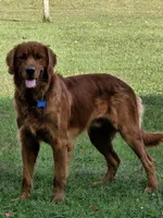 Rivers Puppy, a male Golden Retriever for sale in Cherry Valley, NY – Photo 3 of 3