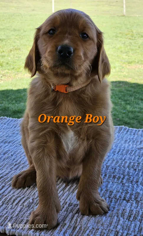 Orange Boy – Golden Retriever puppy for sale in Cherry Valley, NY
